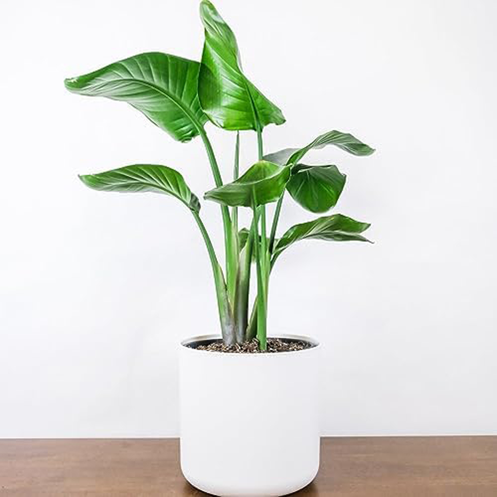 Thompson and Morgan Strelitzia Nicolai Plant in Pot 13cm Image 1