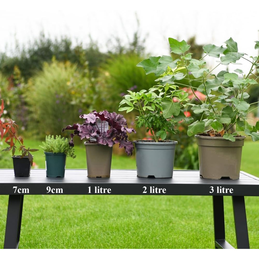 Thompson & Morgan Humulus Lupulus Hop Plant Pot 9cm 3 Pack Image 3