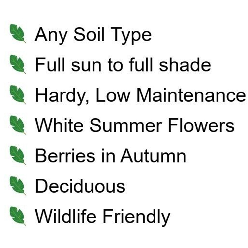 Inspirational Gifting Guelder Rose Bare Root Hedge Plant Sapling 3ft 5 Pack Image 6