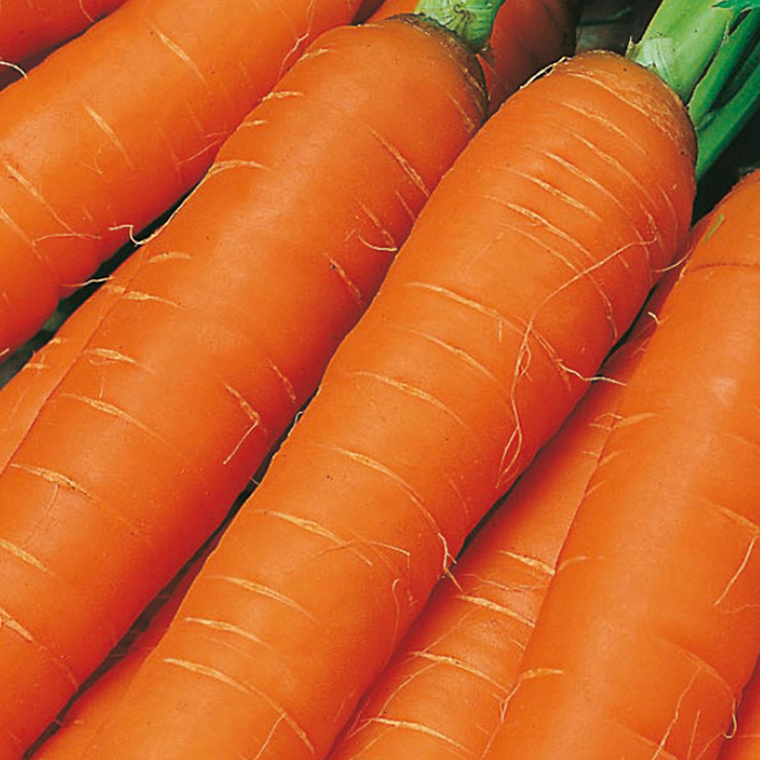 Johnsons Jitka F1 Carrot Seeds Image 1