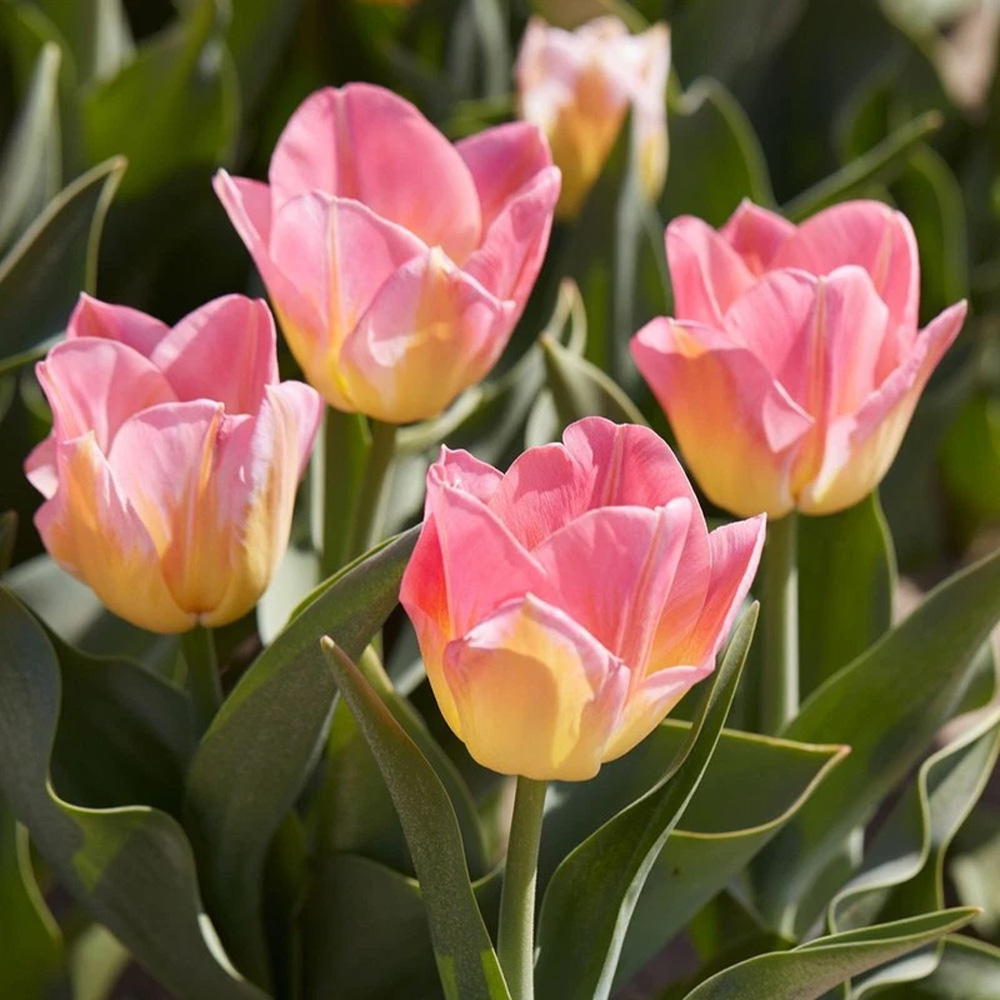 Thompson and Morgan Tulip Tom Pouce Planting Bulb 10 Pack Image 2
