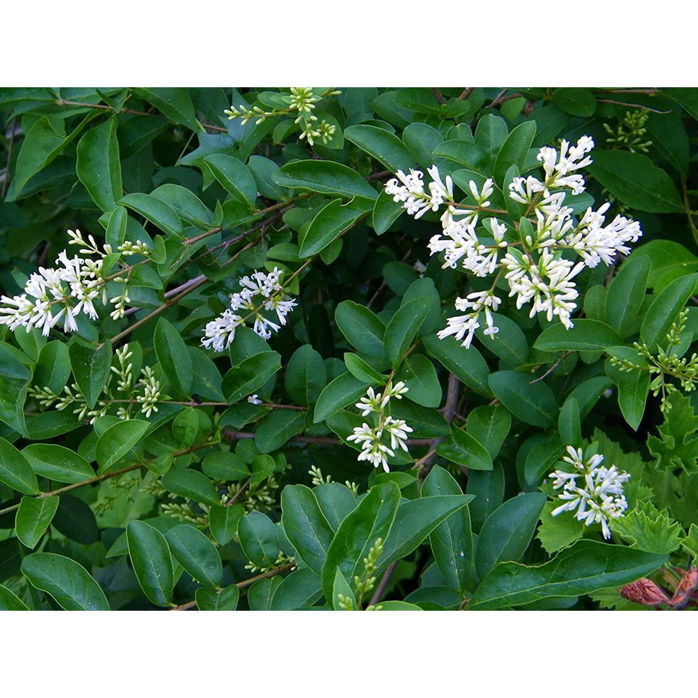 Inspirational Gifting Green Privet Evergreen Bare Root Hedge Plant Sapling 3-4ft 10 Pack Image 2