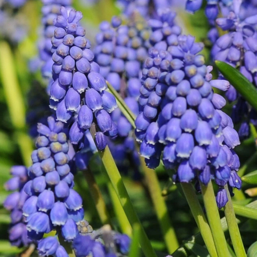 Thompson and Morgan Muscari Armeniacum Autumn Planting Bulb 200 Pack Image 1