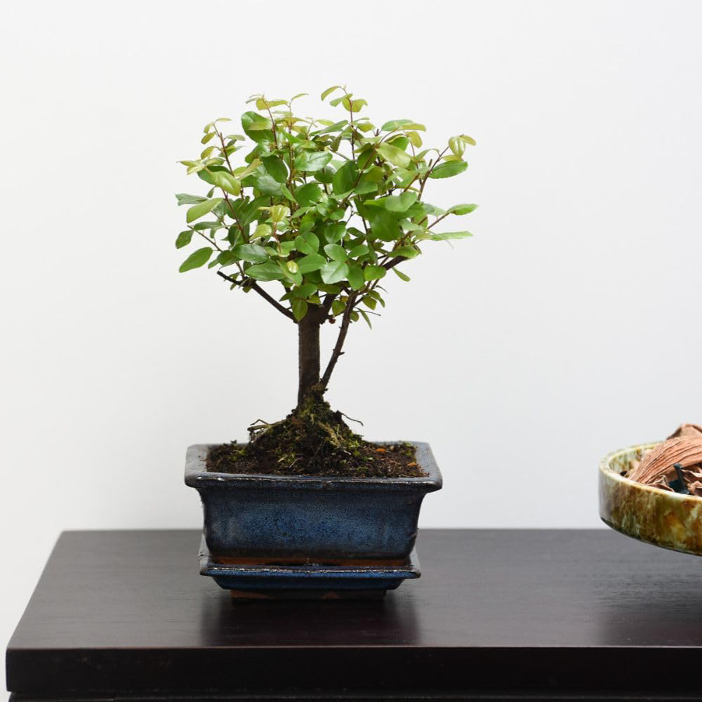 Thompson & Morgan Bonsai Sageretia with Ceramic Planter and Saucer 12cm 2 Pack Image 4
