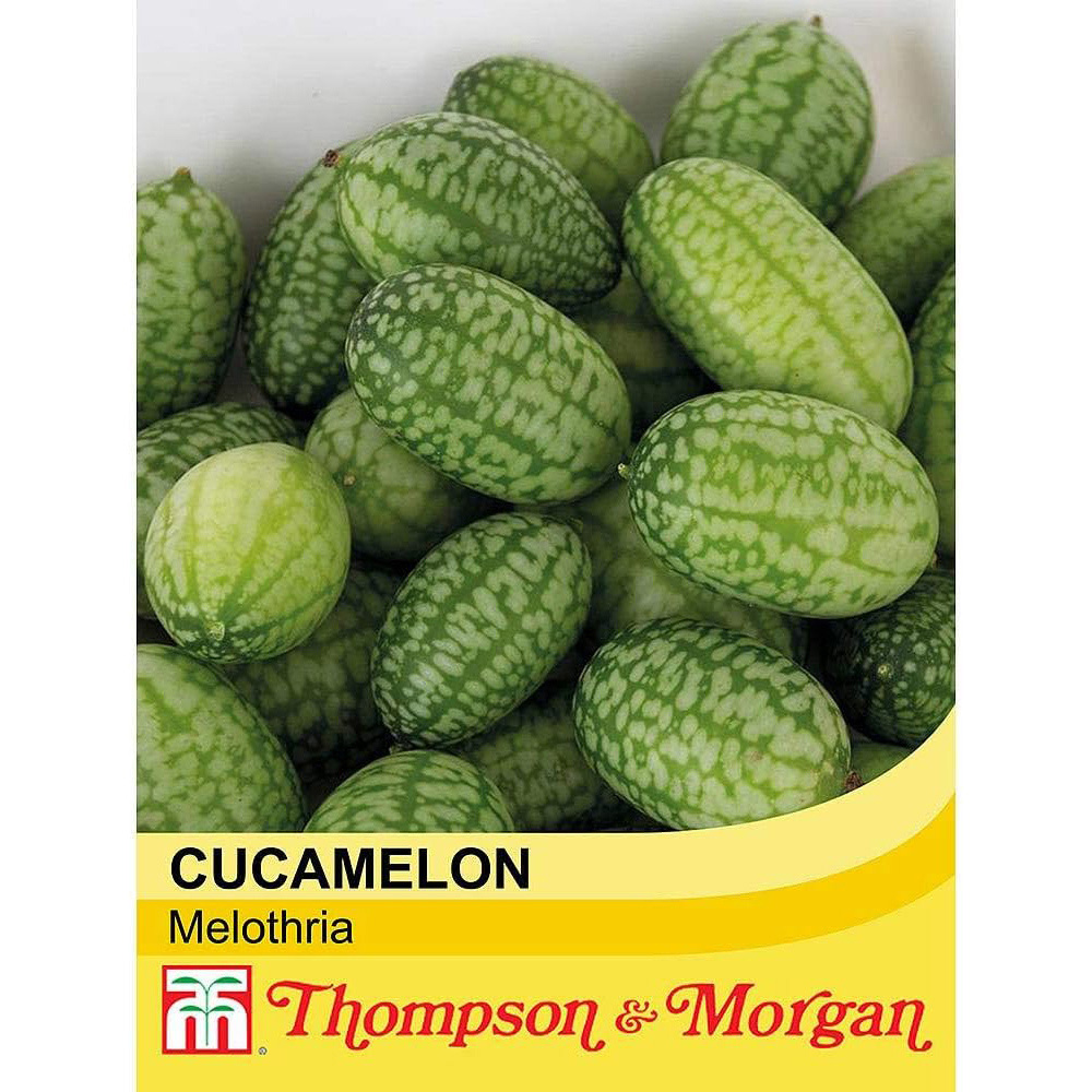 Thompson & Morgan Cucamelon Melothria 20 Seeds Packet Image 2