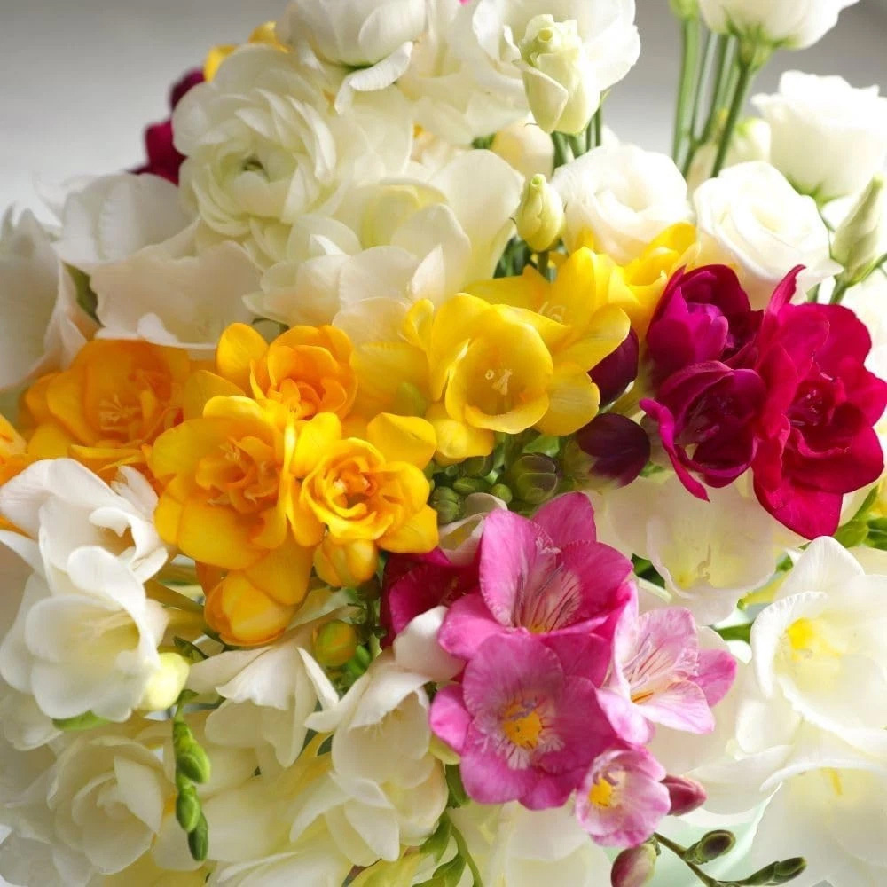 Thompson and Morgan Freesia Double Mix Spring Planting Bulb 40 Pack Image 1