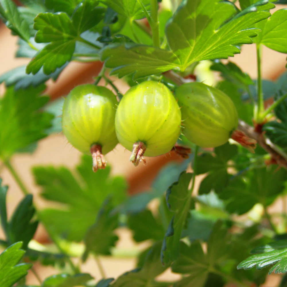 wilko Gooseberry Invicta Plant Pot 1.7L Image 1