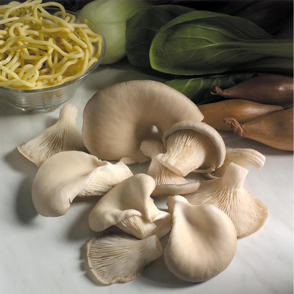 Thompson & Morgan Organic Grey Oyster Mushroom Prepack Windowsill Kit 3 Litre Image 2