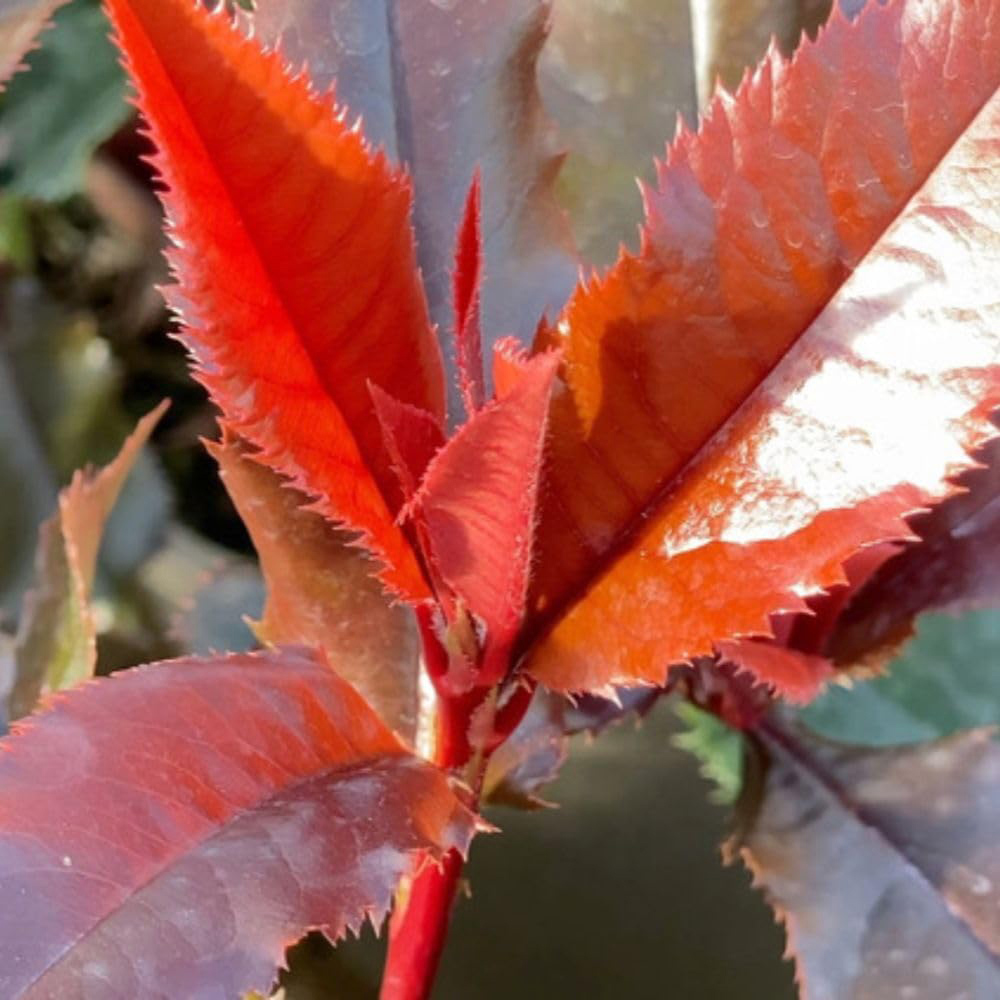 Thompson and Morgan Photinia x Fraseri Magical Volcano Plant Pot 9cm 2 Pack Image 4