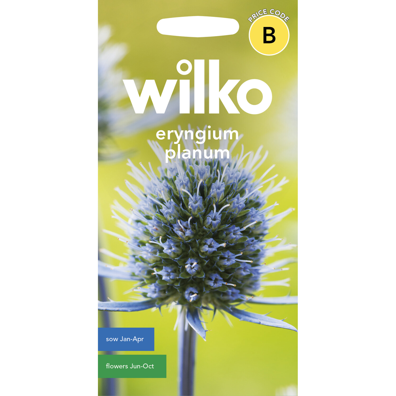 Wilko Eryngium Planum Seeds Image 1