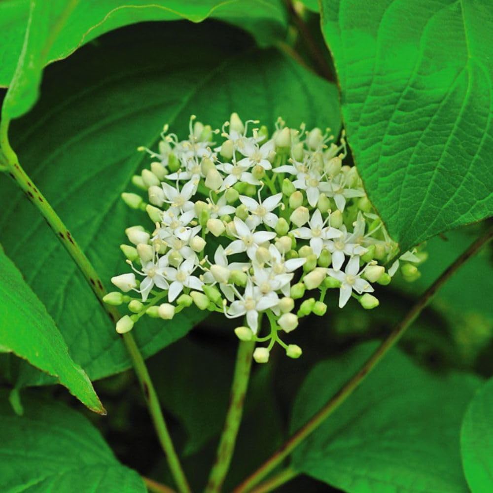 Thompson and Morgan Cornus Winter Duo Plant Pot 9cm 2 Pack Image 6