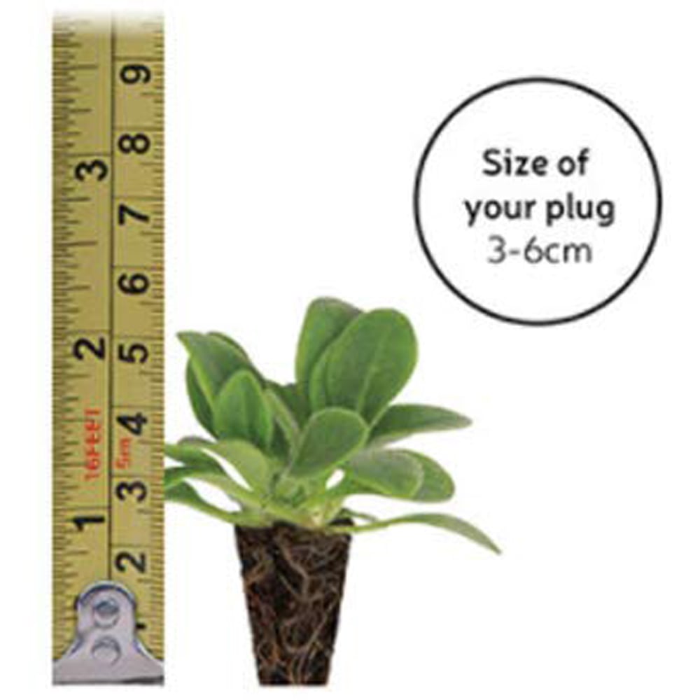 Thompson and Morgan Salvia Salvatore Deep Blue Plant Plug 12 Pack Image 3