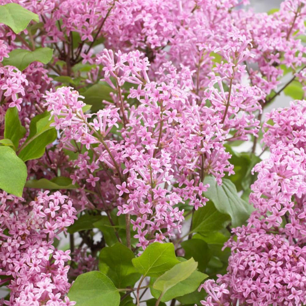 Thompson and Morgan Syringa meyeri Flowerfesta Pink Plant Pot 3L 2 Pack Image 1