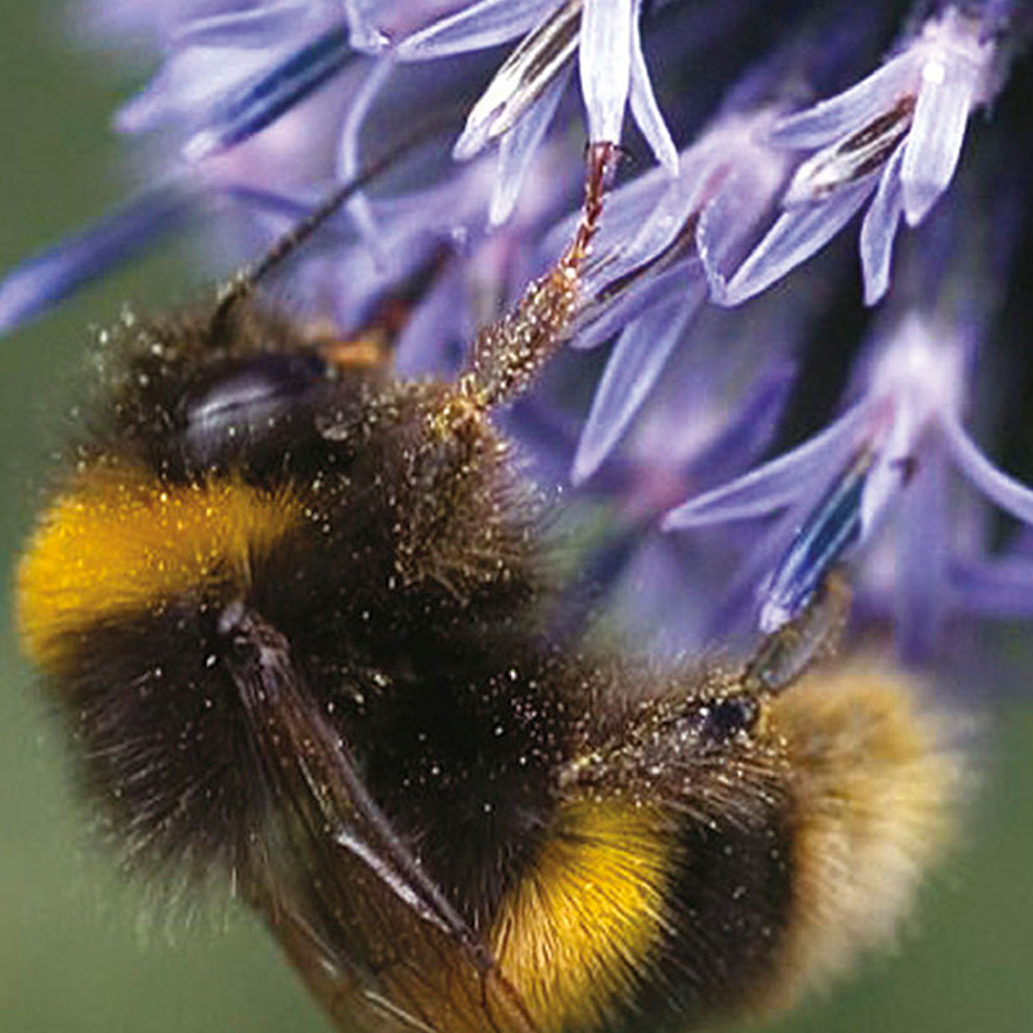 Johnsons Bumblebee Friendly Flower Mixed Flower Seeds Image 1