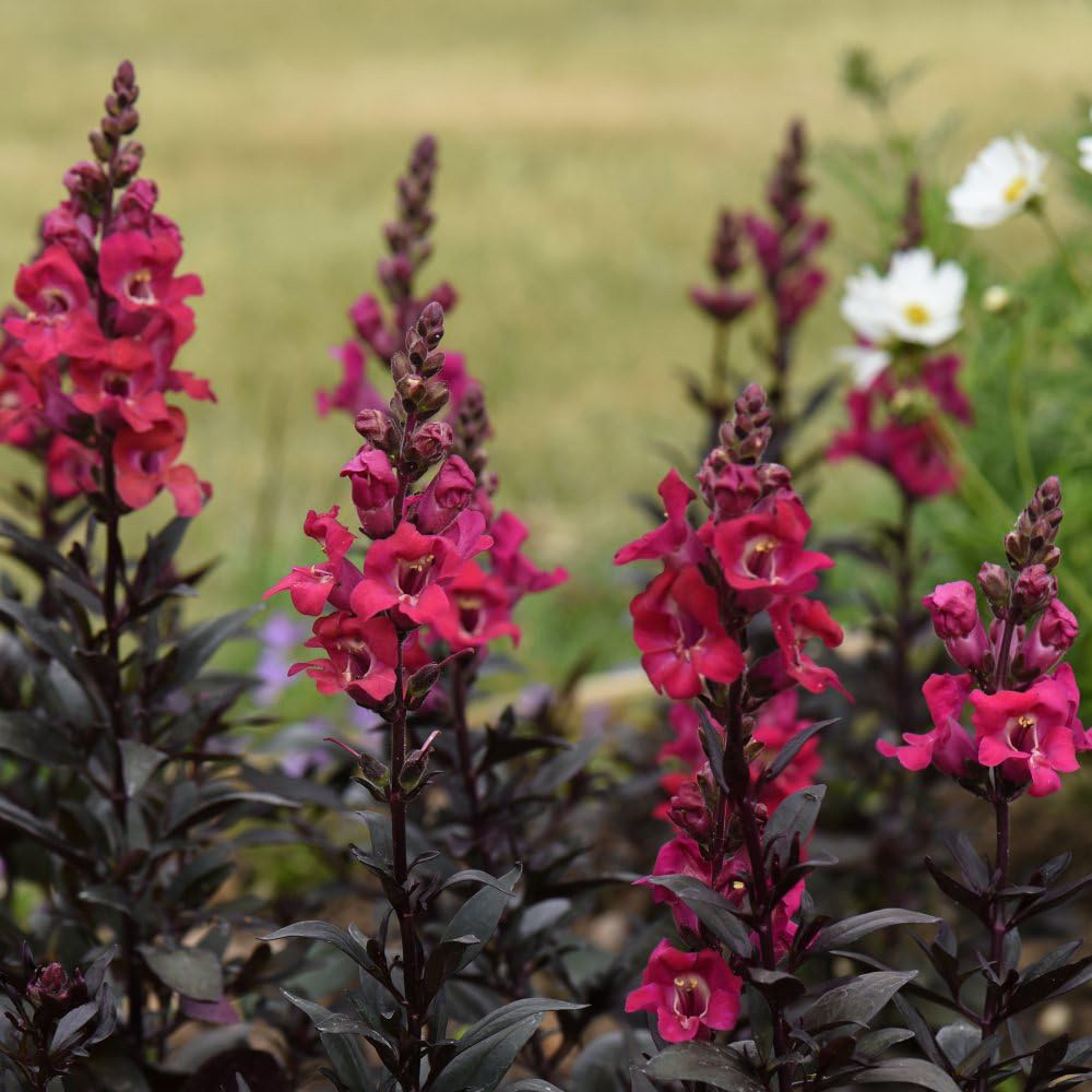 Thompson and Morgan Antirrhinum Cherry Cola Garden Ready Plant 15 Pack Image 4
