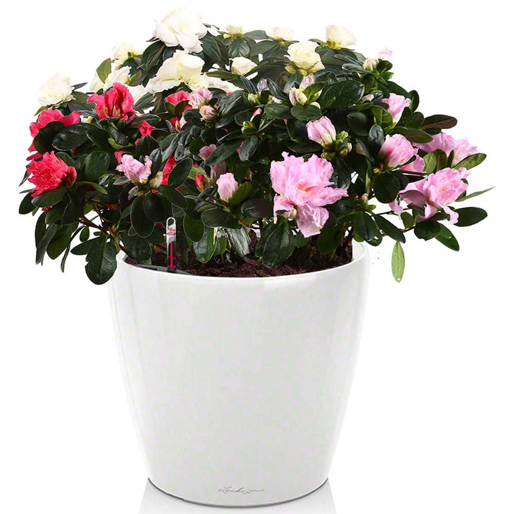 Lechuza Classico White Polyresin Self Watering Planter 21cm 2 Pack Image 3