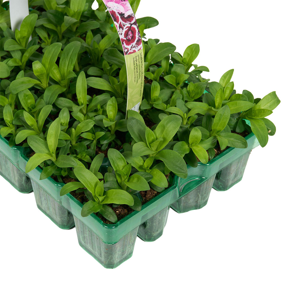 Pack of 20 Spring Bedding Plants Image 3