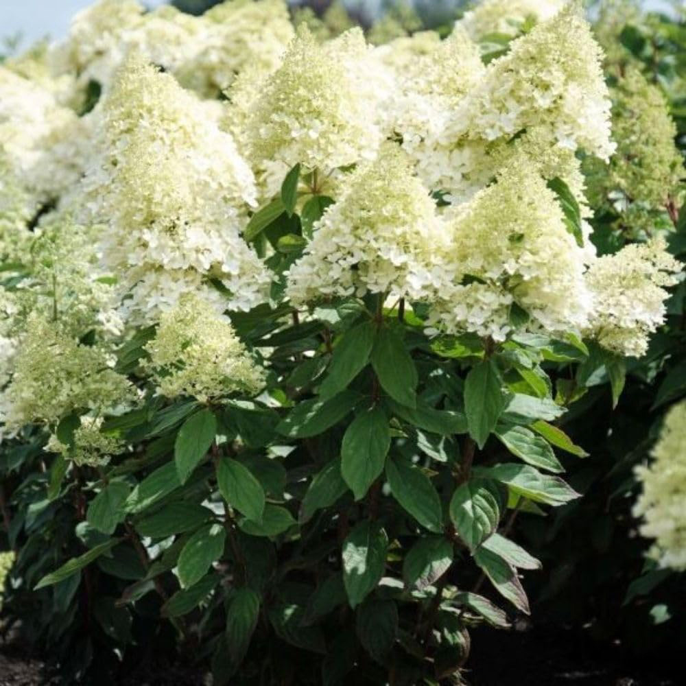 Thompson and Morgan Hydrangea Paniculata Magical Summer Plant Pot 3L Image
