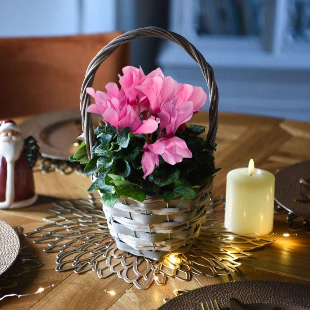 Thompson and Morgan Pink Cyclamen Plant Pot 9cm Image 1