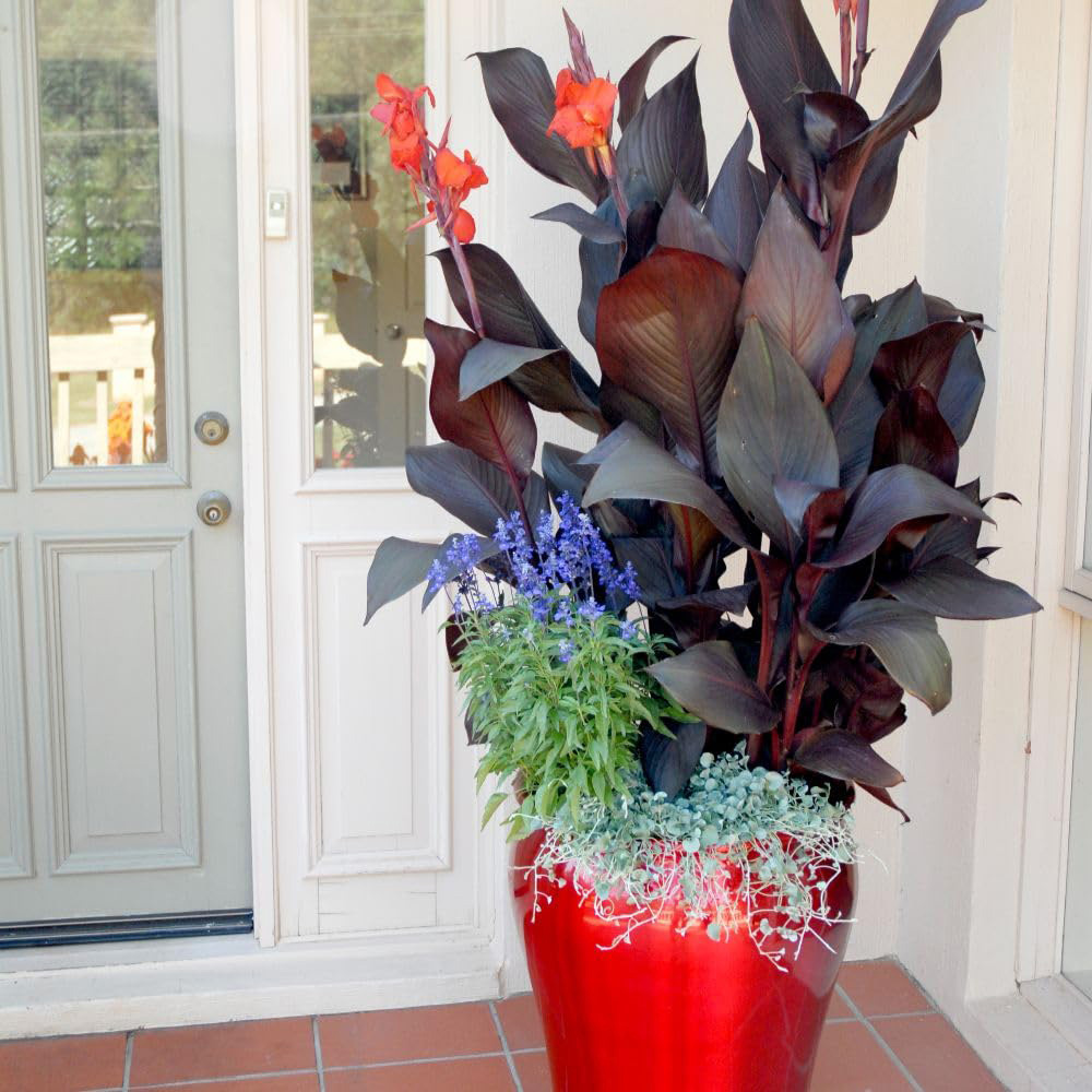 Thompson and Morgan Canna Tropicanna Black Plant Pot 4.5L Image 4