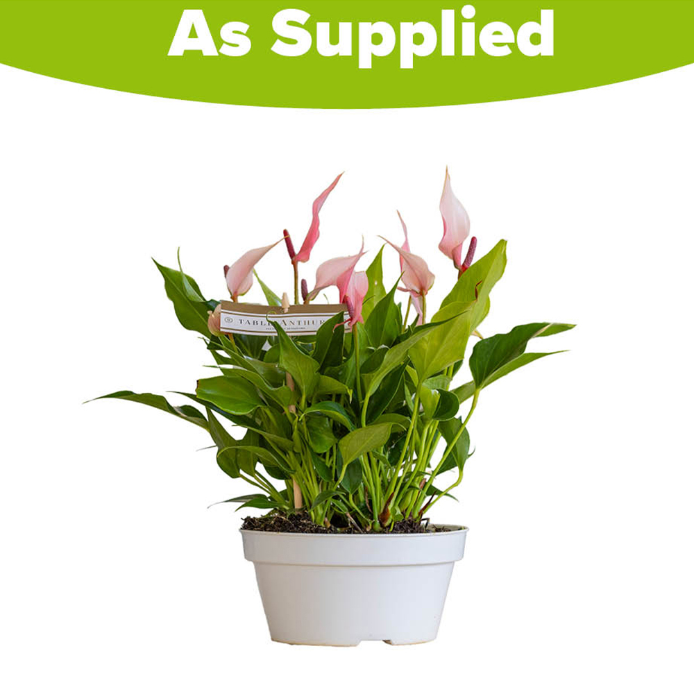 YouGarden Flamingo Flower Anthurium Lilli Plant Bowl 17cm Image 3