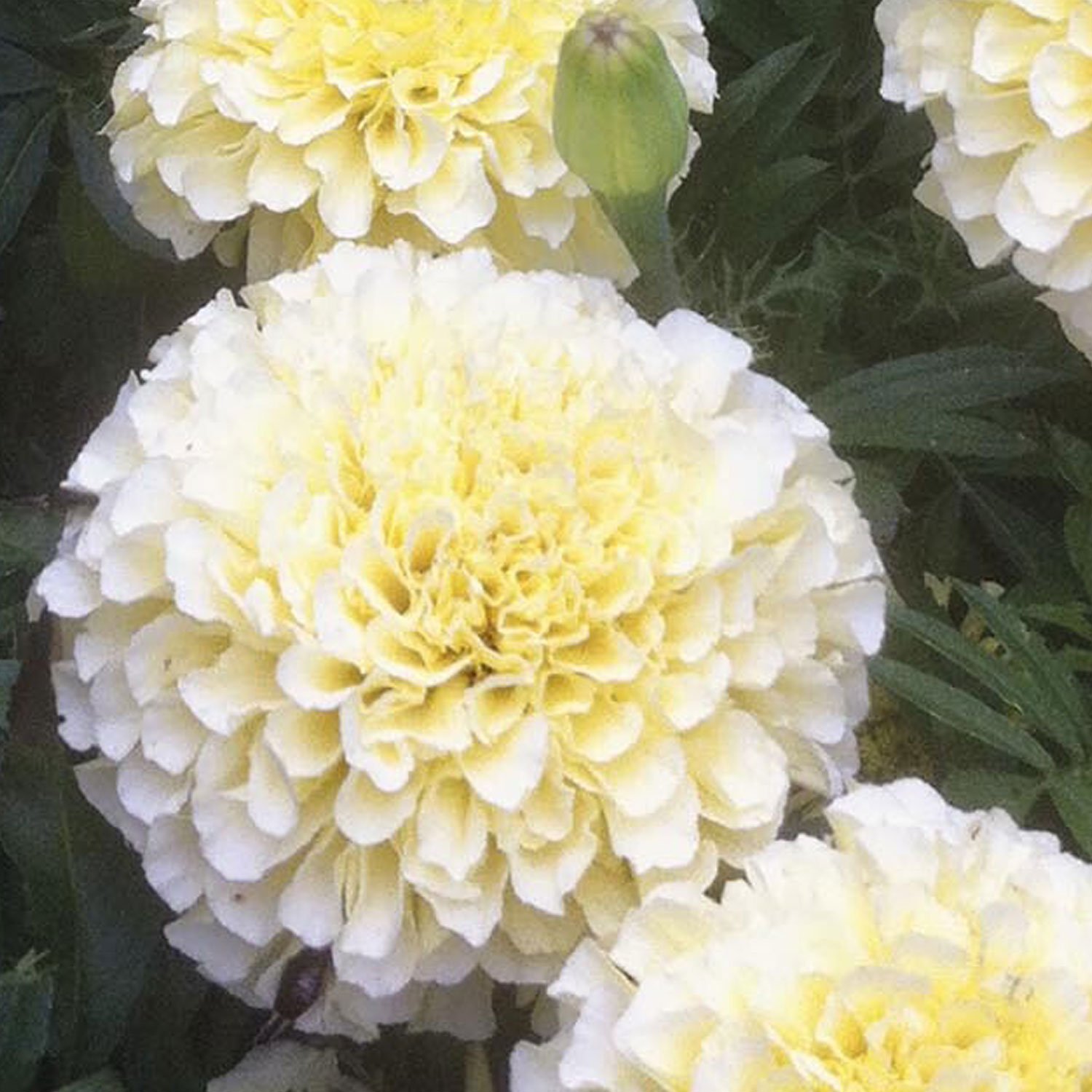 Johnsons Marigold Buttercream Flower Seeds Image 1