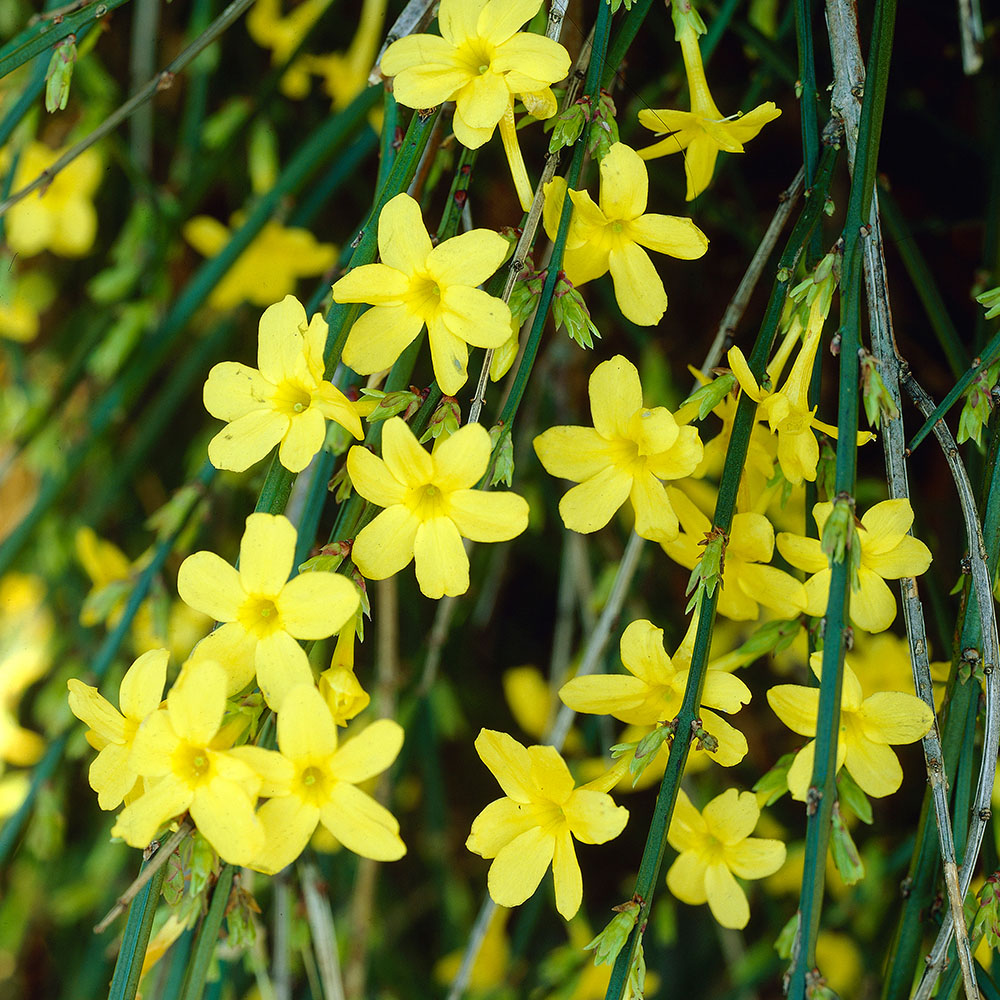 YouGarden Winter Jasmine Jasminum Nudiflorum 2L 2 Pack Image 1