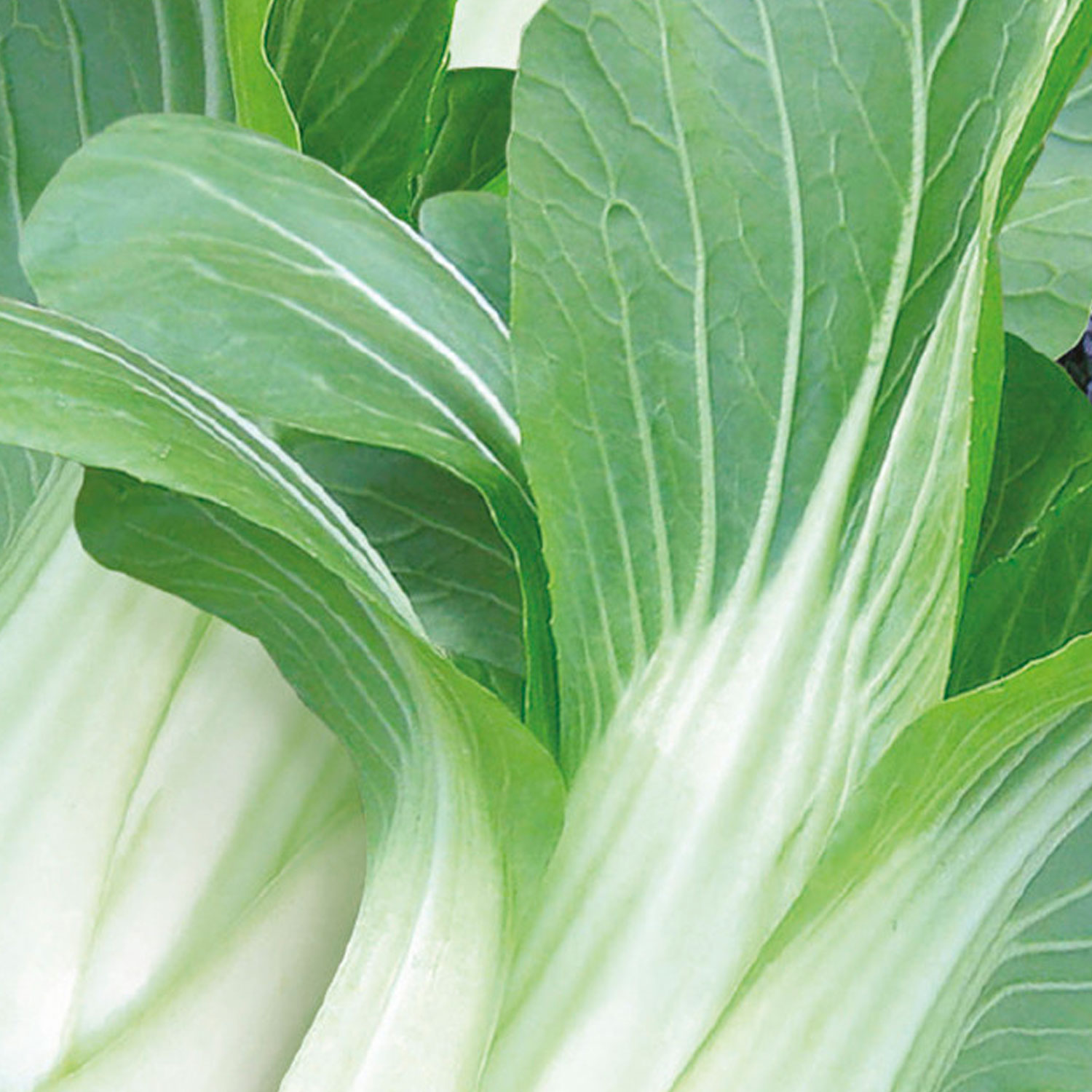 Johnsons Yuushou F1 Pak Choi Seeds Image 1