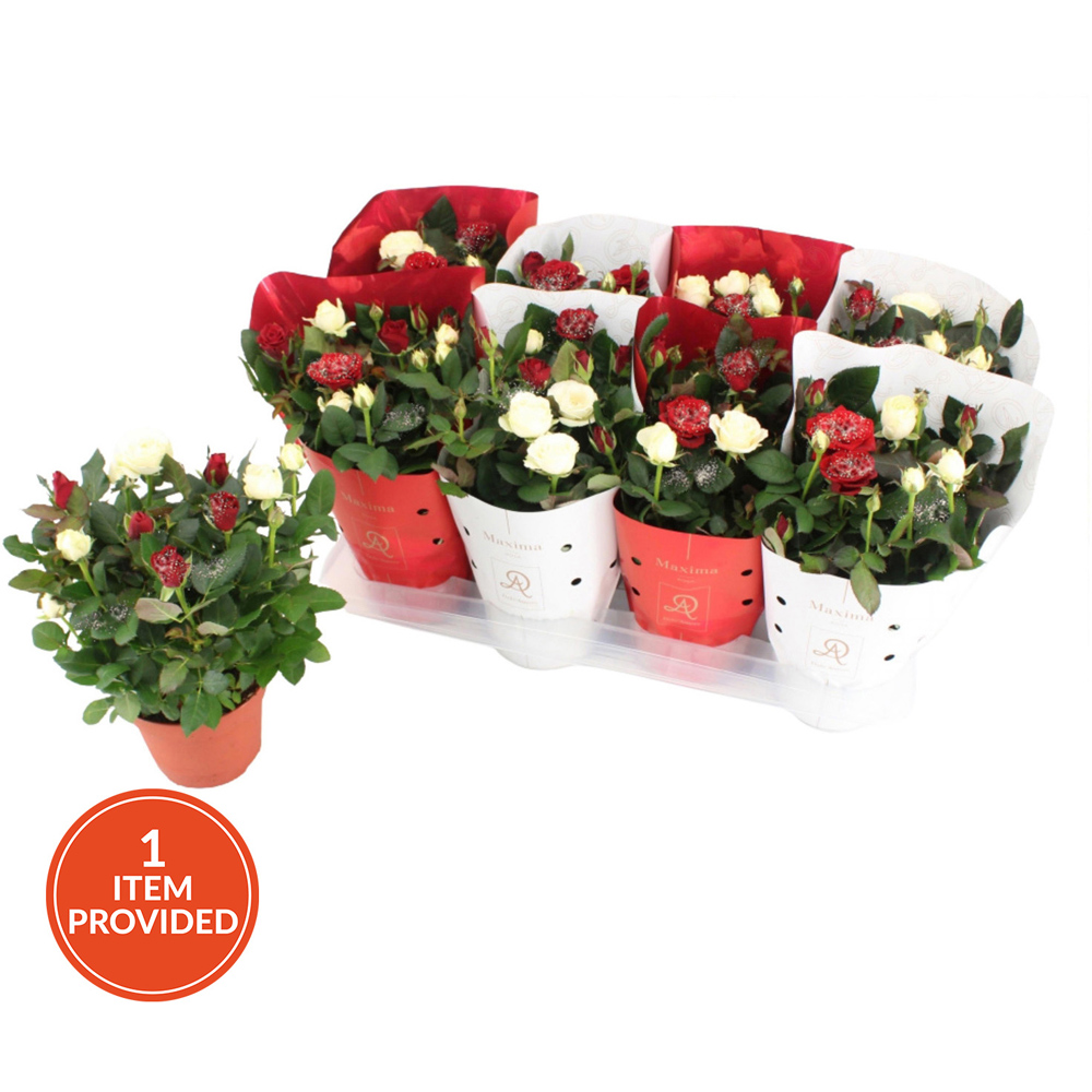 Kalanchoe Queen Flowering Plant Image 3
