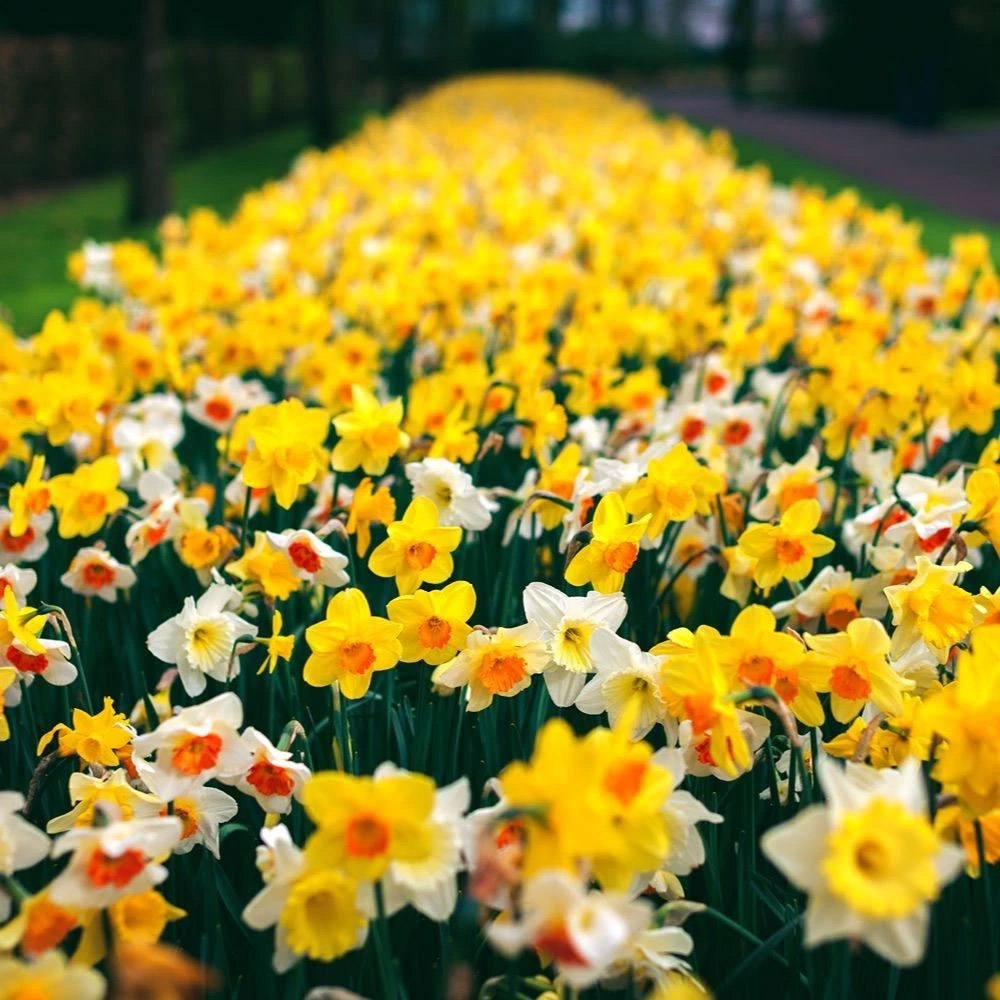 Thompson and Morgan Daffodil Spring Flowering Mixed Spring Planting Bulb 160 Pack Image 4