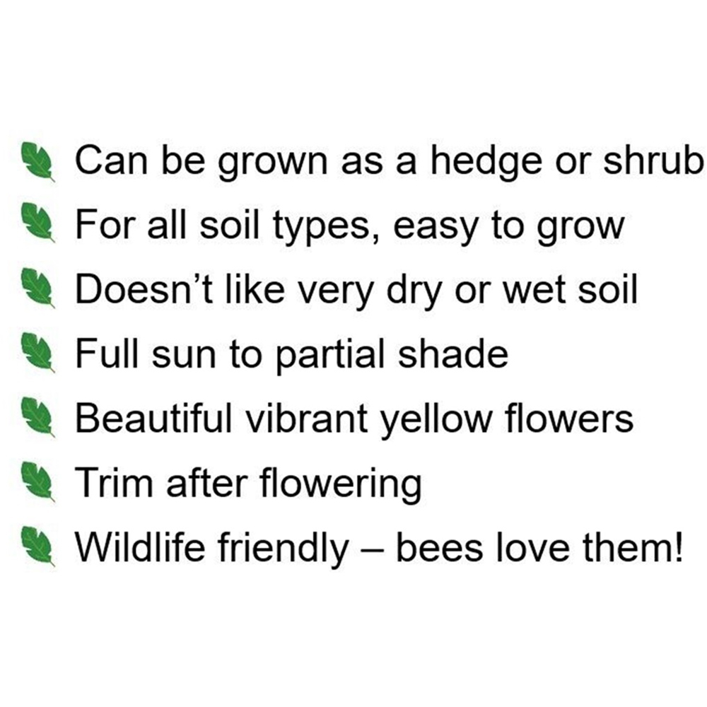 Inspirational Gifting Hypericum Bare Root Hedge Plant Sapling 30-60cm 5 Pack Image 7