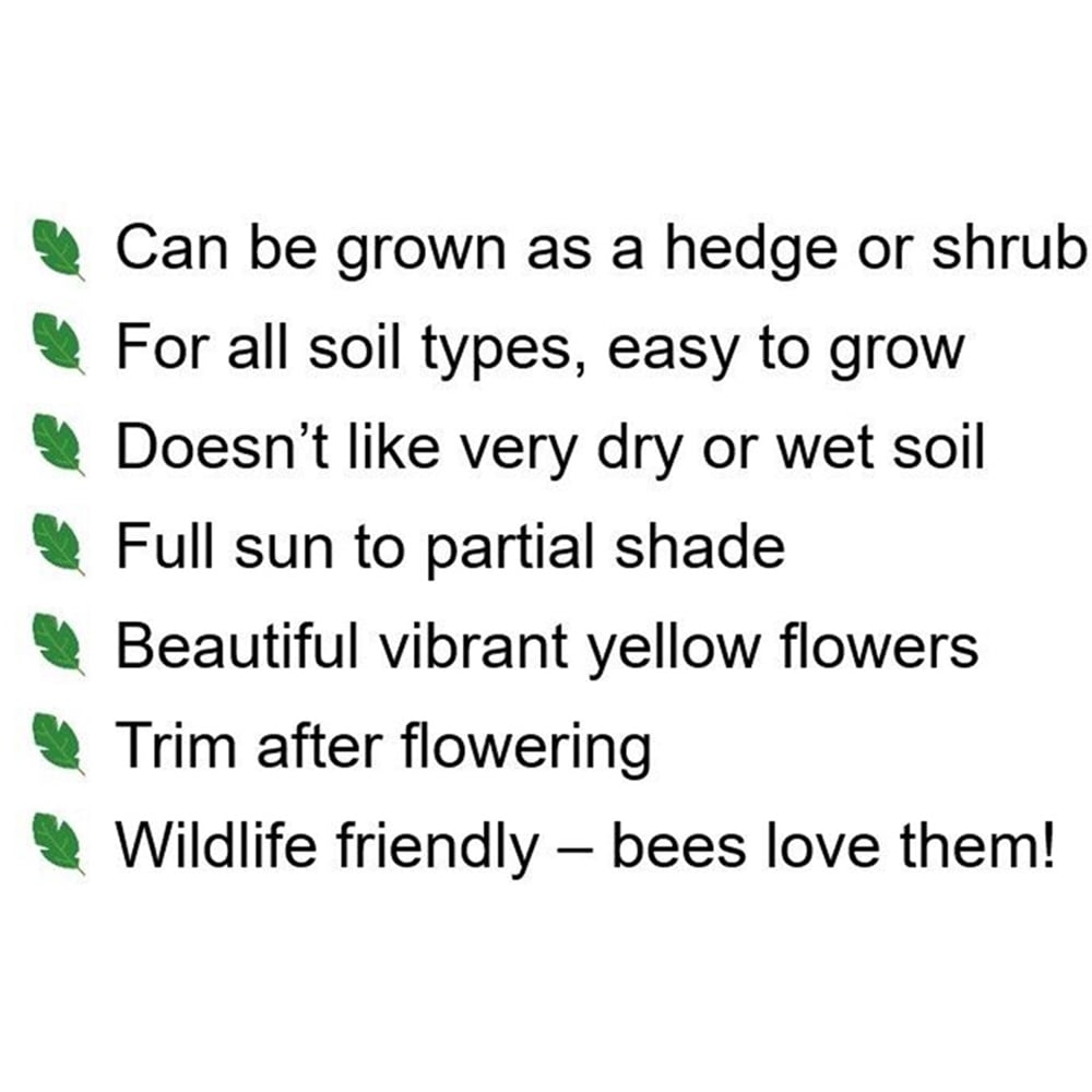 Inspirational Gifting Hypericum Bare Root Hedge Plant Sapling 30-60cm 20 Pack Image 7