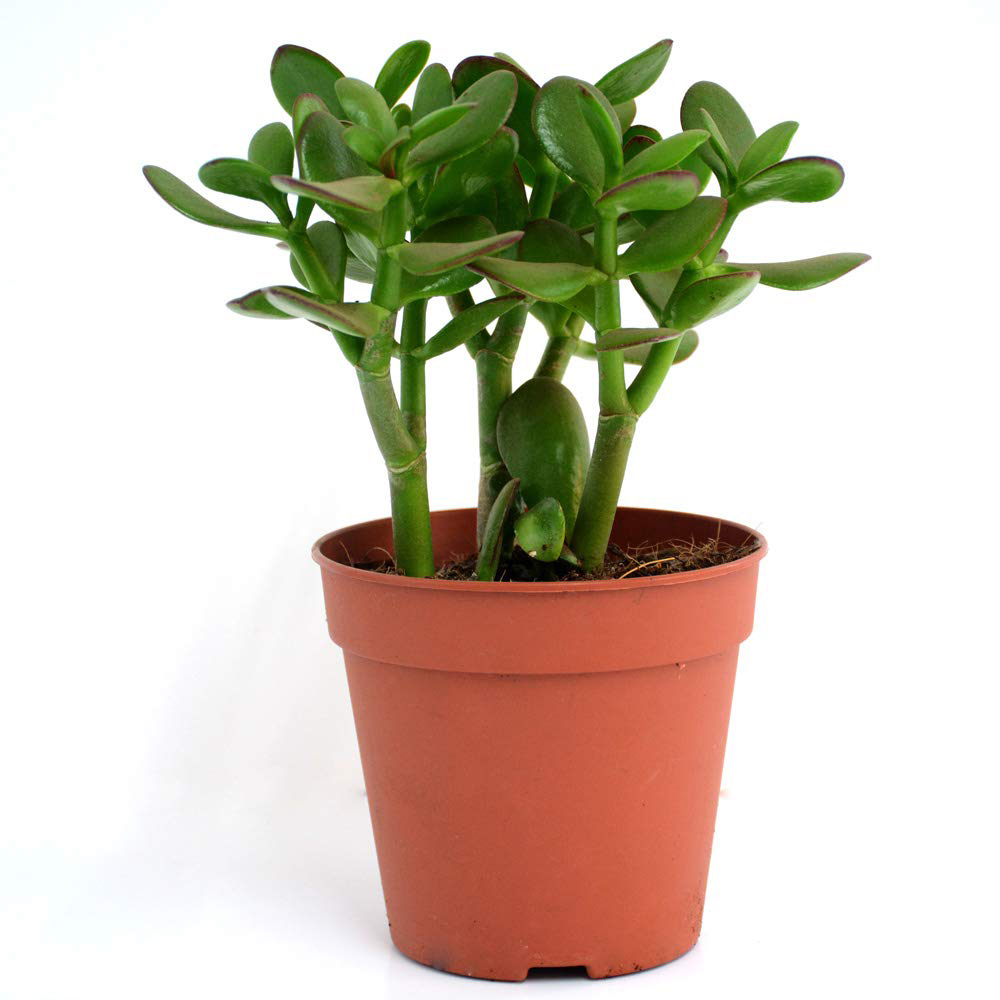 Thompson and Morgan Crassula Ovata Potted Plant 12cm 2 Pack Image 2