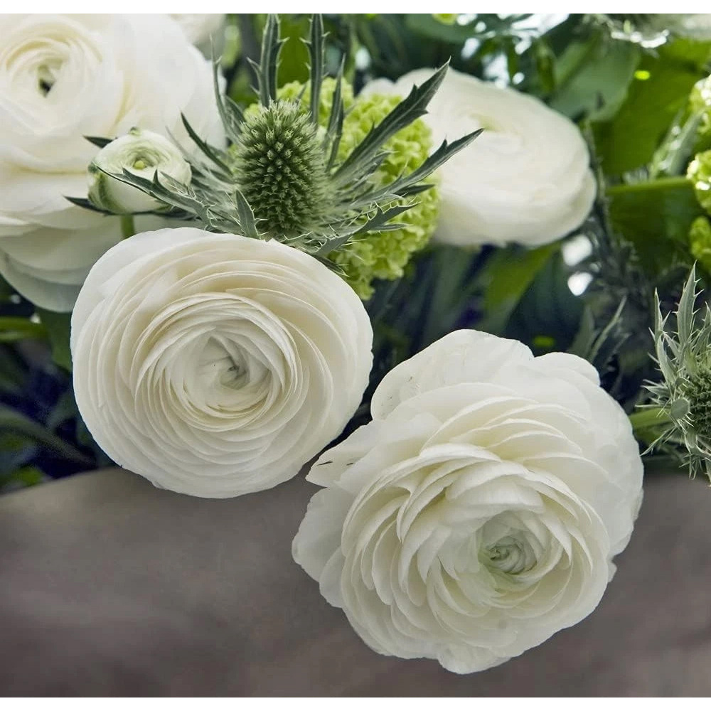 Thompson and Morgan Ranunculus White Autumn Planting Bulb 16 Pack Image 3