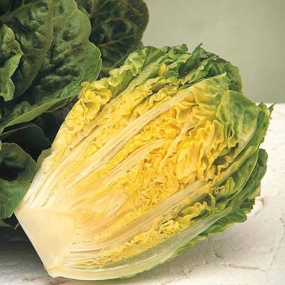 Thompson and Morgan Lettuce Romaine Cos Winter Gem Seeds Image 1