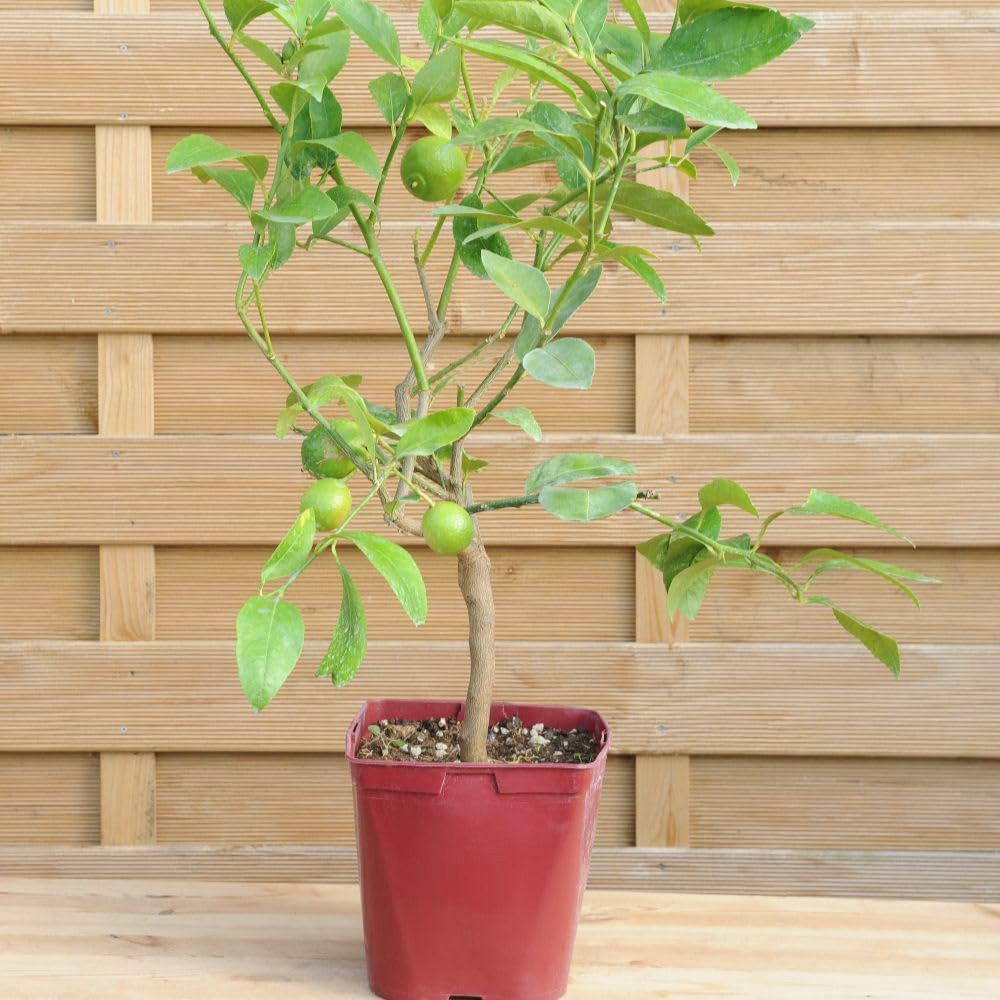 Thompson and Morgan Citrus Tree Lime Tahiti Citrus Latifolia Plant Pot 5L 2 Pack Image 3
