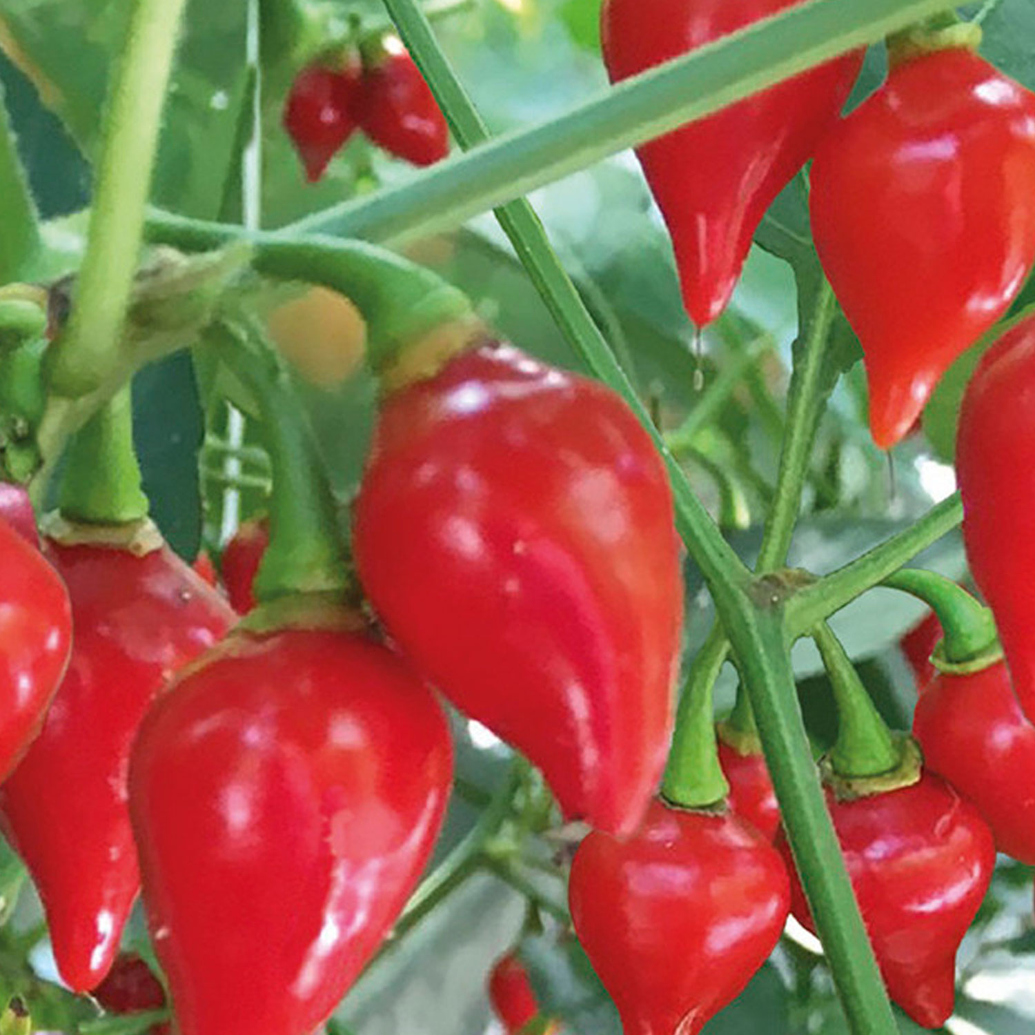 Johnsons Biquino Red Hot Peppers Image 1