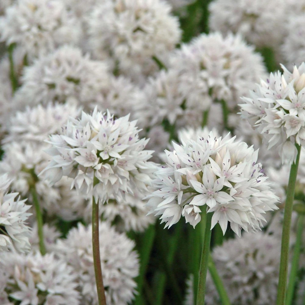 Thompson and Morgan Allium Collection Mixed Planting Bulb 100 Pack Image 5