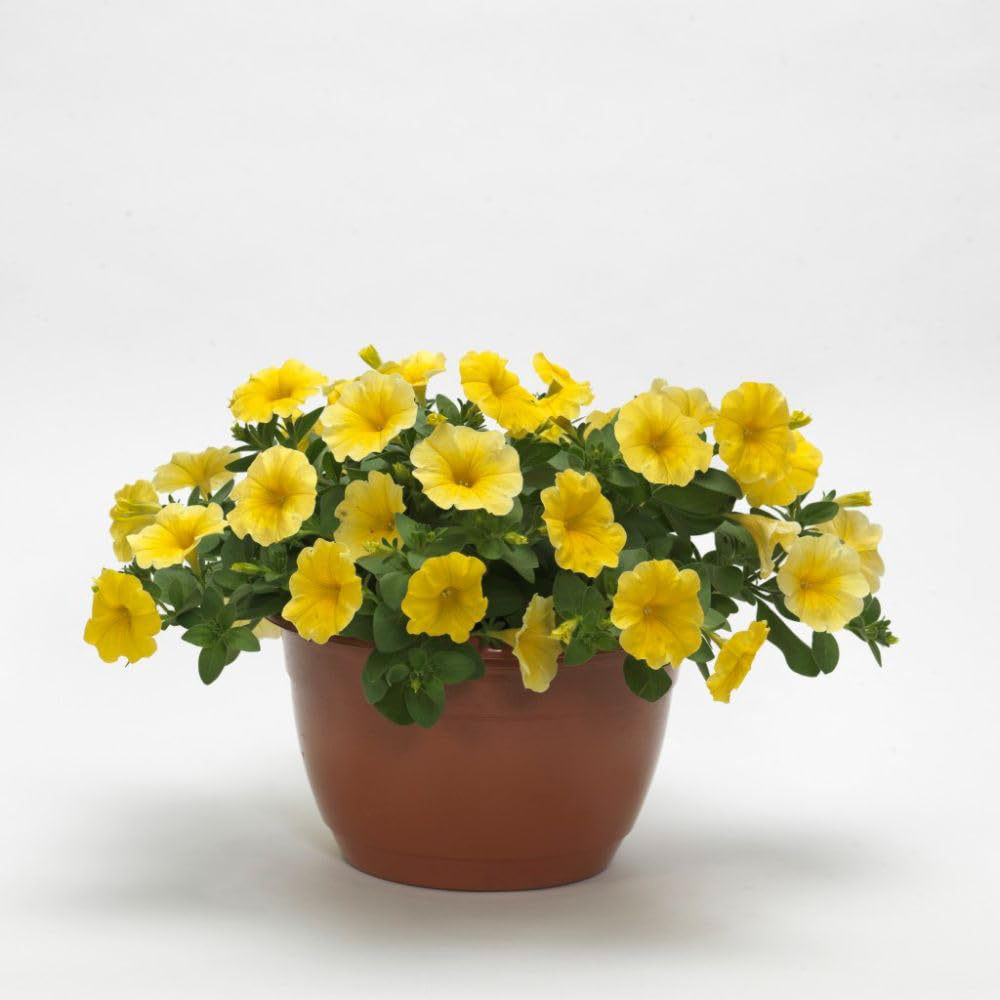 Thompson and Morgan Petunia Yellow Caliburst Petchoa Plant Plugs 72 Pack Image 3