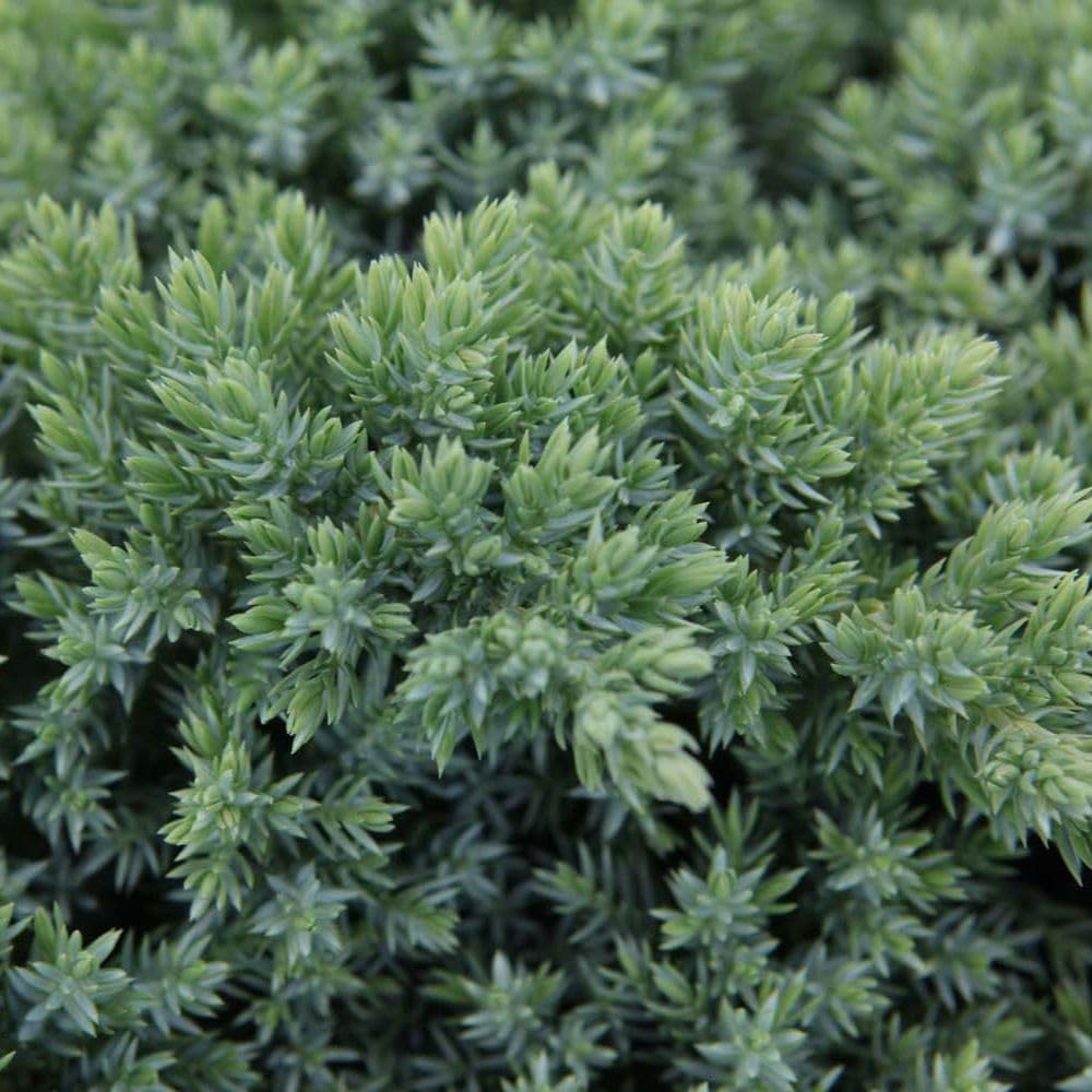 Thompson & Morgan Juniperus Procumbens Nana Plant Pot 7.6L Image 3