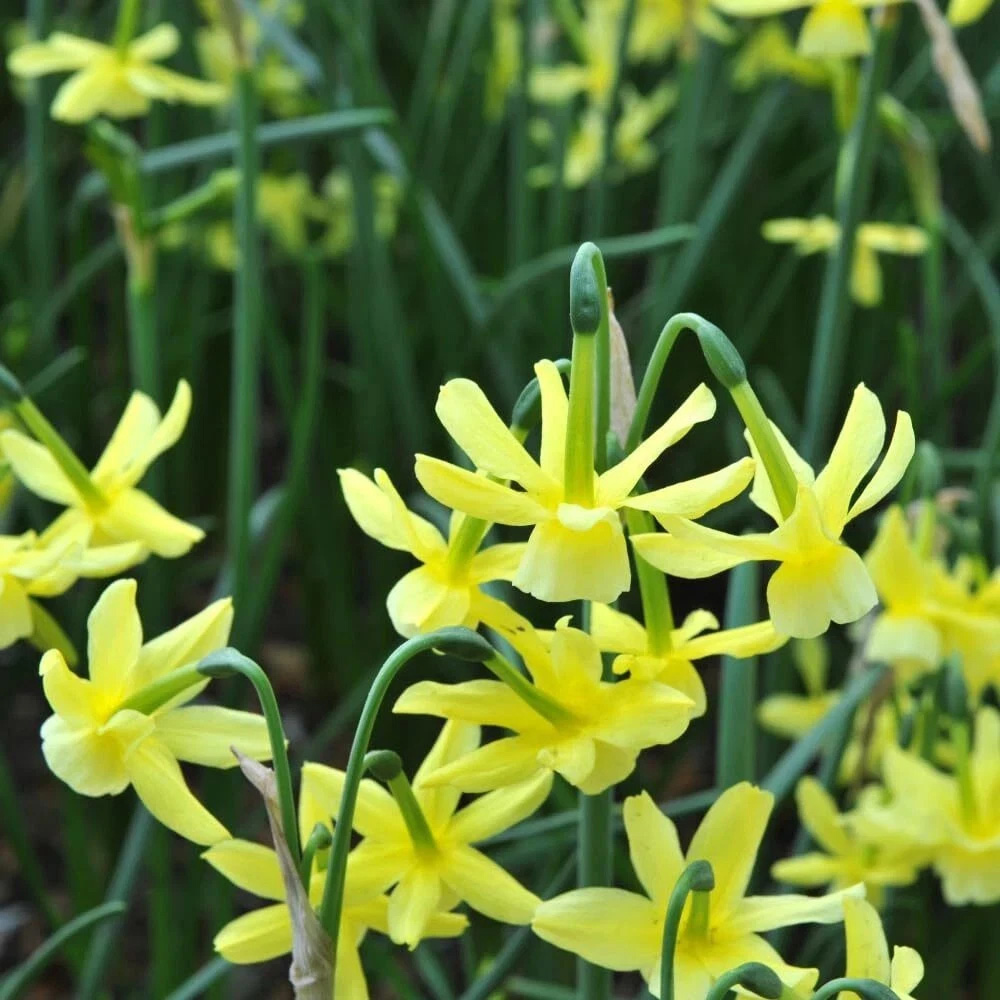 Thompson and Morgan Daffodil Hawera Planting Bulb 16 Pack Image 4
