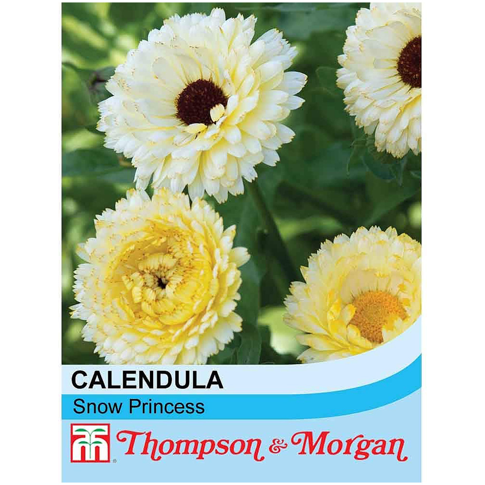 Thompson & Morgan Calendula Officinalis Snow Princess Seeds Image 2