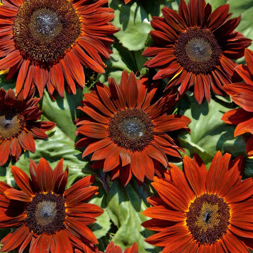 Thompson and Morgan Sunflower Ruby Sunset Seeds Image 3