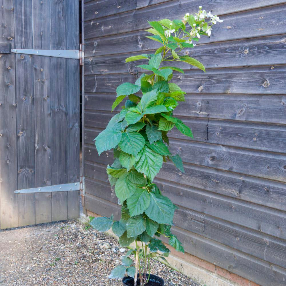 Thompson and Morgan Blackberry Rubus Reuben Plant Pot 3L Image 5