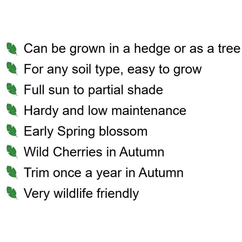Inspirational Gifting Wild Cherry Bare Root Hedge Plant Saplings 3-4ft 10 Pack Image 6