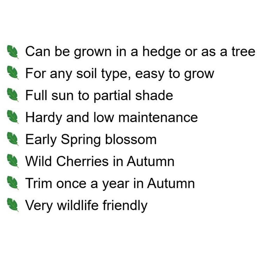 Inspirational Gifting Wild Cherry Bare Root Hedge Plant Saplings 3-4ft 20 Pack Image 6