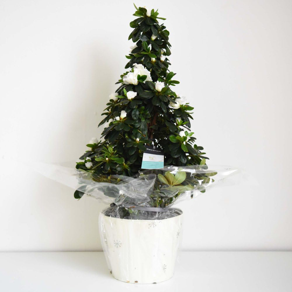 Thompson and Morgan Christmas Gift Azalea White Pyramid Tree Pot 17cm Image 4