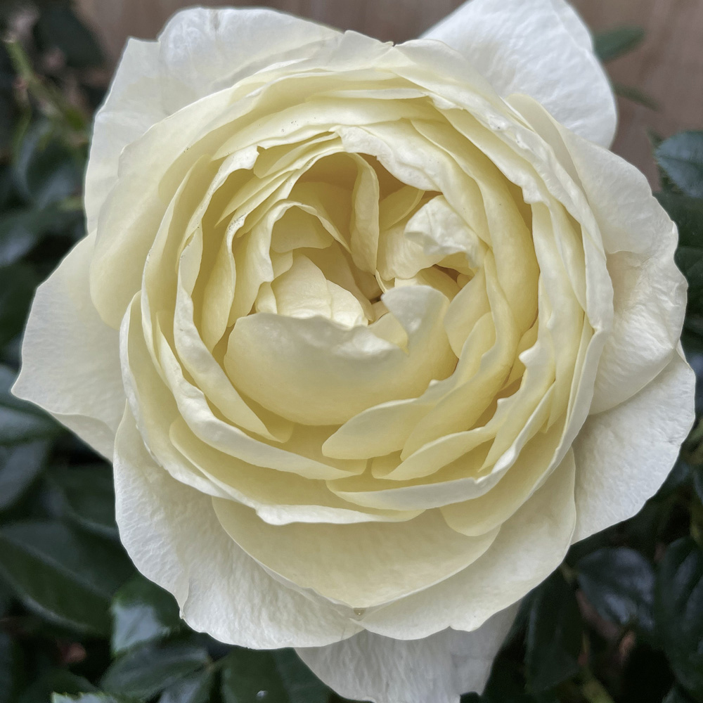YouGarden Rose Garden Glamour Collection Bare Root 5 Pack Image 4