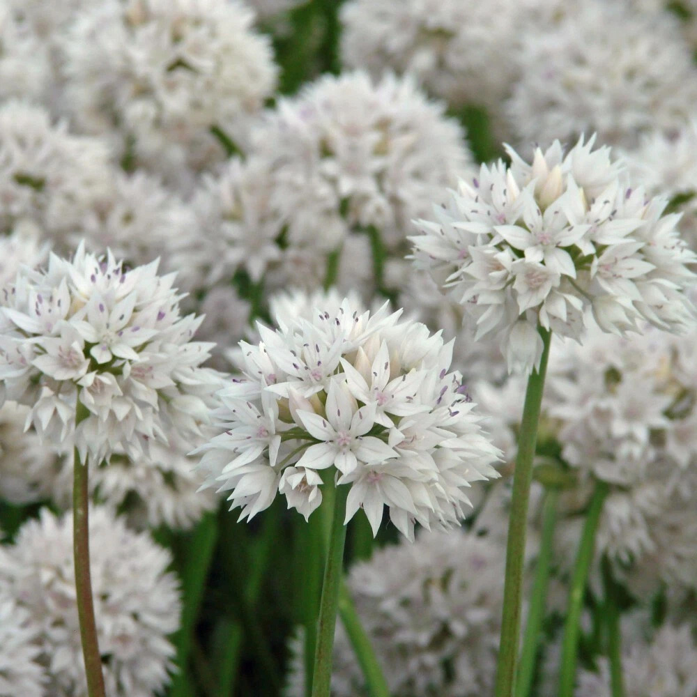 Thompson and Morgan Allium Graceful Beauty Planting Bulb 32 Pack Image 2