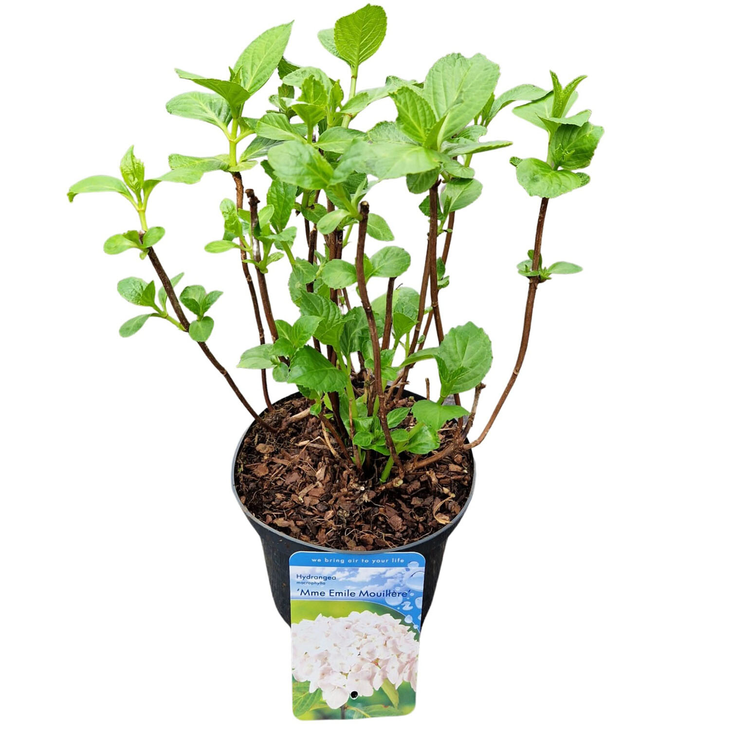 Hydrangea Macrophylla Teller White 17cm - Green Image